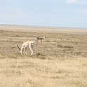2,4 - Serengeti